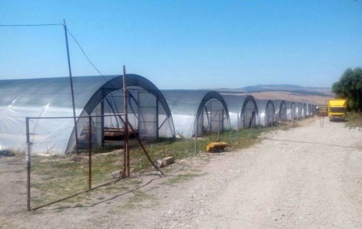 İş adamı pulunu moruq istixanalarına yatırır, payızda məhsul yığacaq