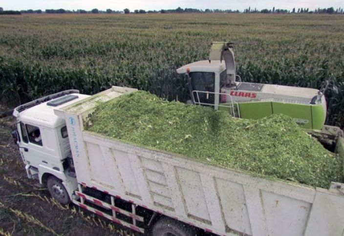 Biçiminə başlanıb, tonu 35-40 manata satılır