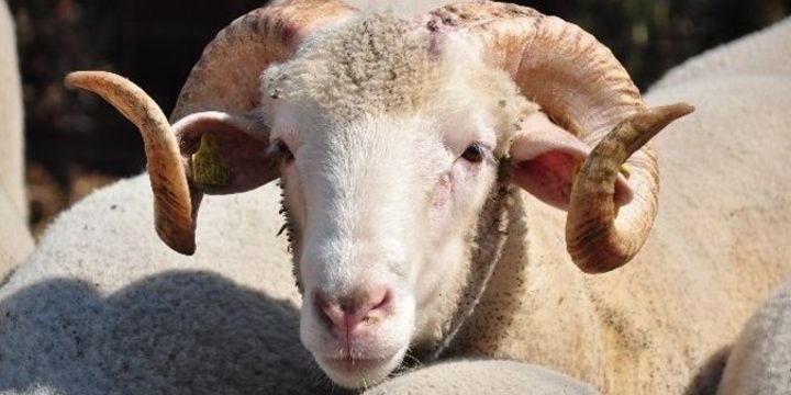 Qurbanlıq heyvanların satış yarmarkaları - ÜNVANLAR
