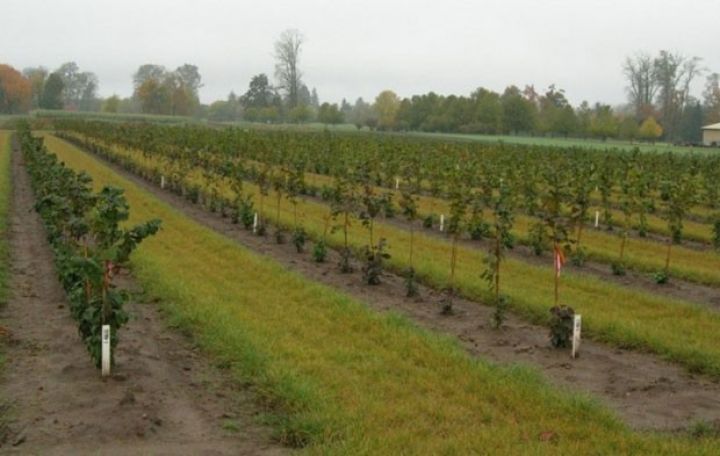 Astarada ilk dəfə əkilir 