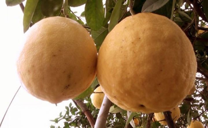 Astarada yetişib, çəkisi 1 kiloqramdır