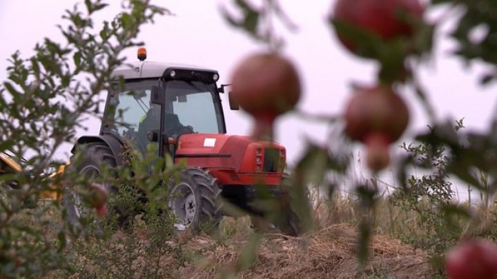 Kənd təsərrüfatı sektorunun girovsuz maliyyələşdirilmə sistemi tətbiq ediləcək