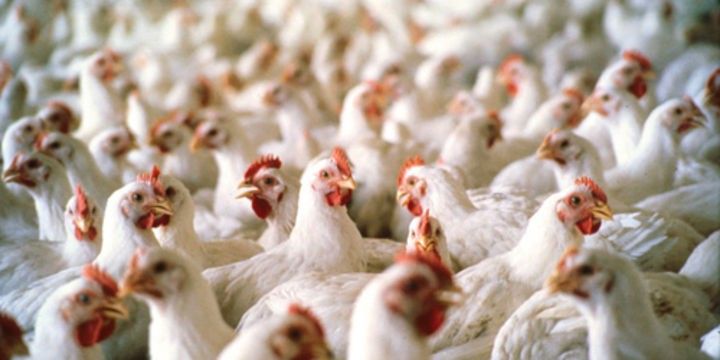 Yumurtası bahalaşıb, əti ucuzlaşıb