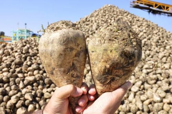 “Azərsun Holdinq” gözlədiyindən daha çox şəkər çuğunduru qəbul edə bilər