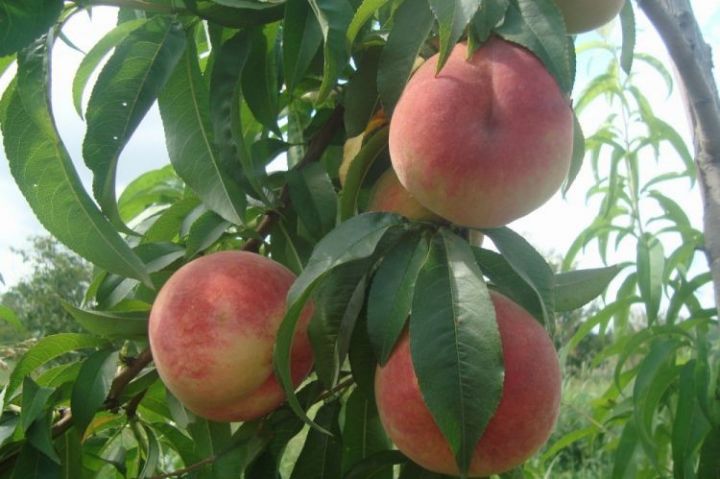 Azərbaycan gürcü şaftalısının əsas alıcılarından biridir