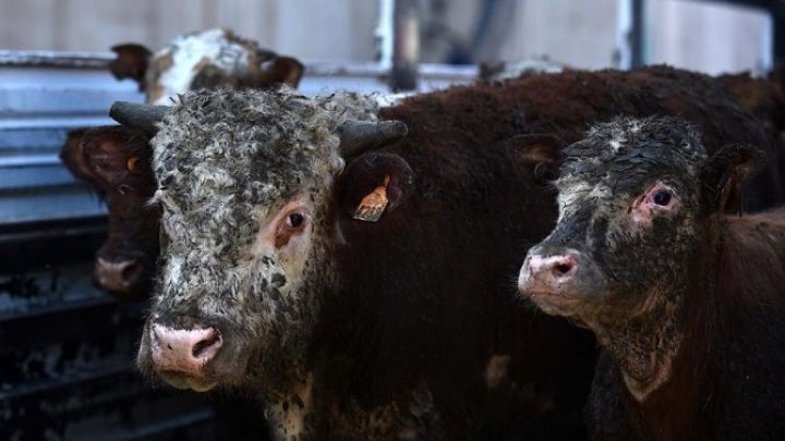 Hökumət “Qara İnək” təsərrüfatının borcunu sildi