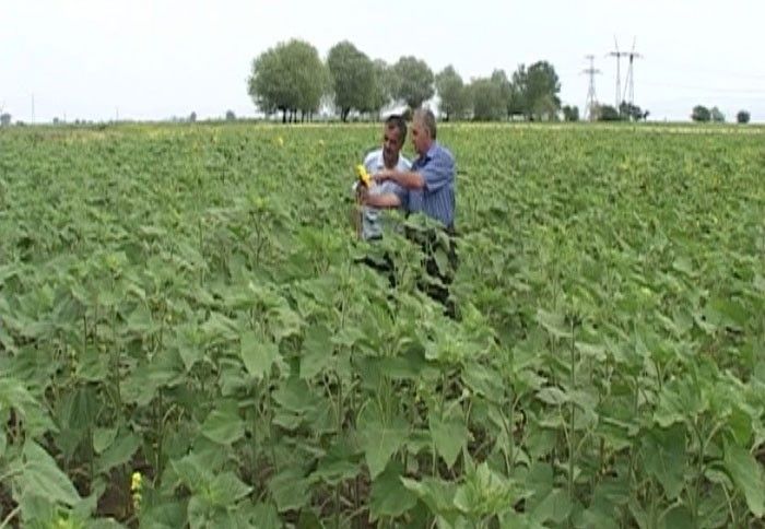 1 hektardan 1500 kiloqramdan çox məhsul götürəcəklər