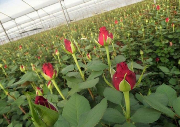 Azərbaycana xaricdən gül gətirməyə ehtiyac qalmayacaq - YENİ ŞİRKƏT