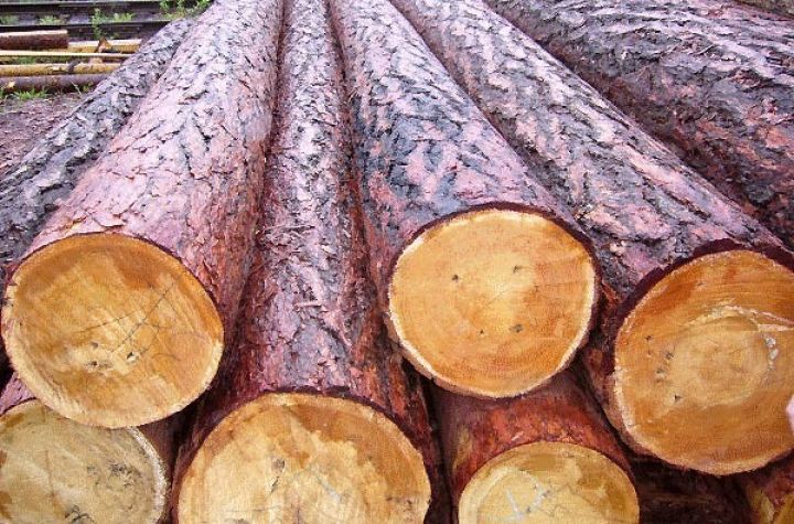 Şalban və odun ixrac gömrük rüsumuna cəlb ediləcək