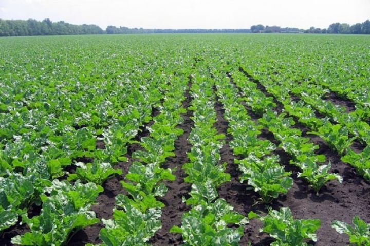 Yığımına başlanılıb, məhsul boldur