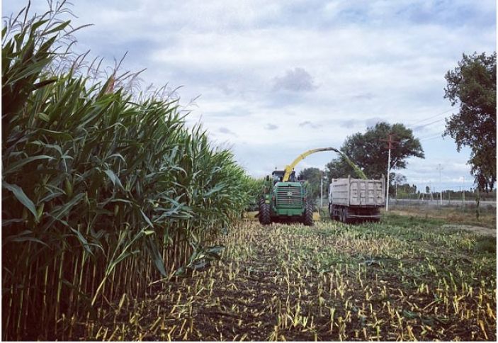 “Yalama Aqropark”da dənlik qarğıdalıda yüksək nəticə!  	