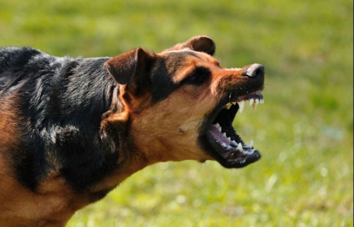 Quduzluğun kökü kəsiləcək -  kompleks tədbirlər planı hazırlanır