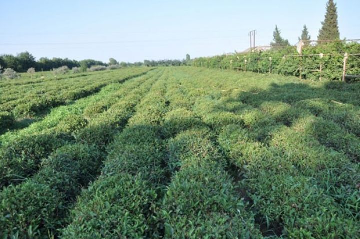 "1 hekat çay plantasiyasının salınması 15-20 min manat tələb edir"
