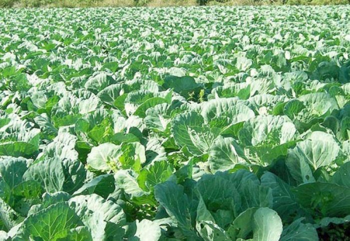 "Satışında problem yaşanmır, elə sahədə satırıq”