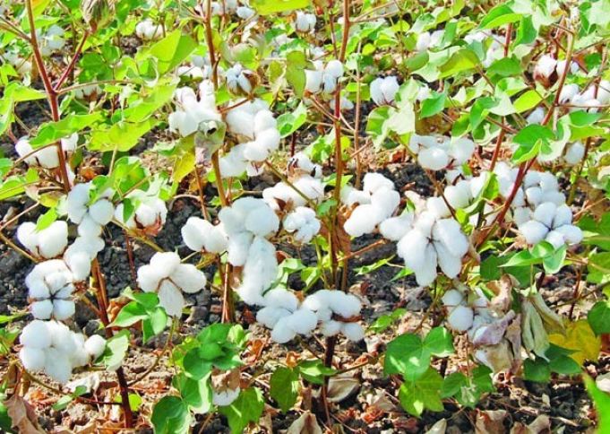 Bu il pambıqçılar üçün asan il olmayıb