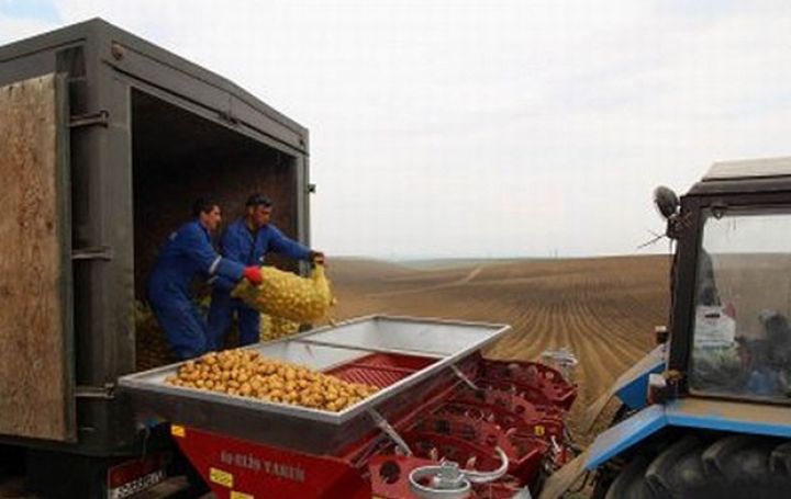 Qazaxda kartof əkininin 1/4-i “Birinci Şıxlı”nın payına düşür