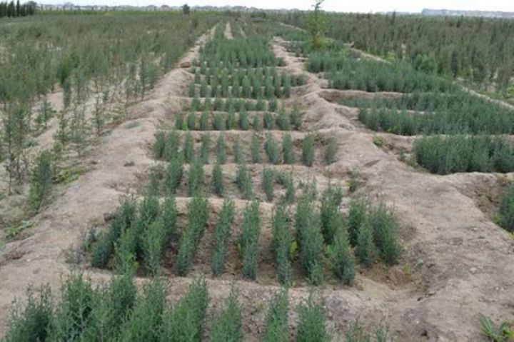 Meşəbağ-aqrobağ salınır