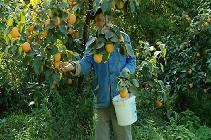 100 milyon dollar gətirən məhsuldan 200 min ton istehsal etmək planlaşdırılır