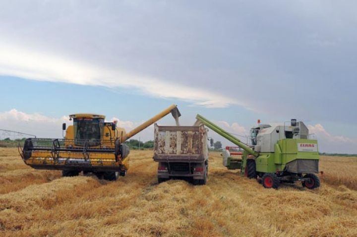 Taxıl sahəsini yandıran iki nəfər saxlanılıb