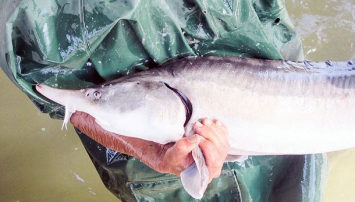 Nərə Balıqartırma Zavodunu dövlətdən bu şirkət aldı