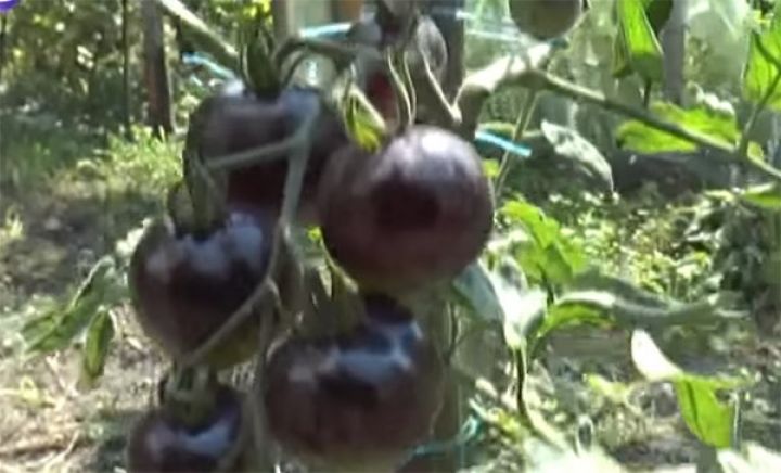Azərbaycanda qara pomidor yetişdirilir