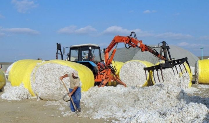 Pambıq yığımındakı son vəziyyət açıqlandı