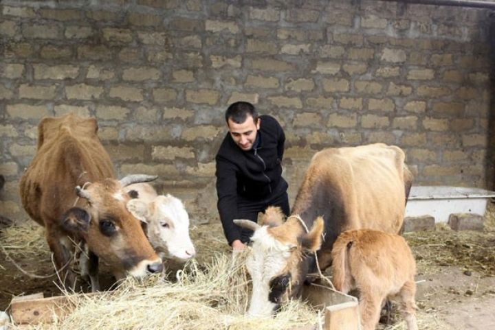 "Onlar məmnun qaldıqları halda mal-qaranı qəbul edirlər" - NAZİRLİKDƏN İDDİALARA MÜNASİBƏT