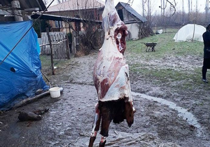 Mal əti adı altında satmaq istəyirdi, amma yaxalandı