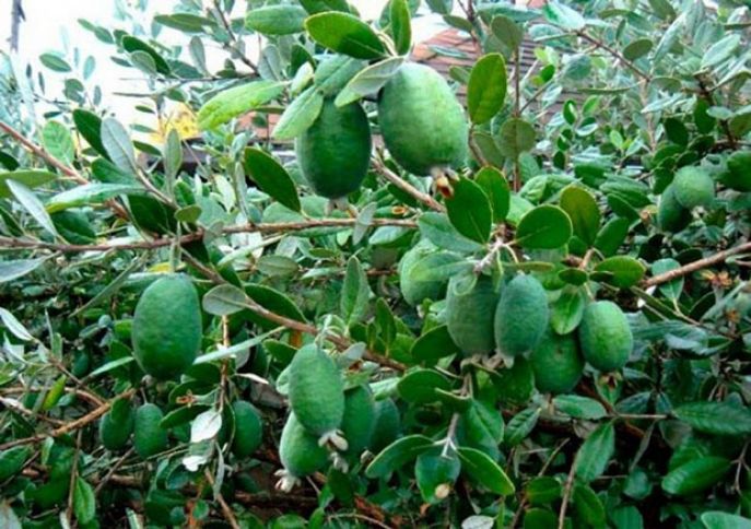 Samuxda ilk dəfə feyxoa və limon bağı salınıb