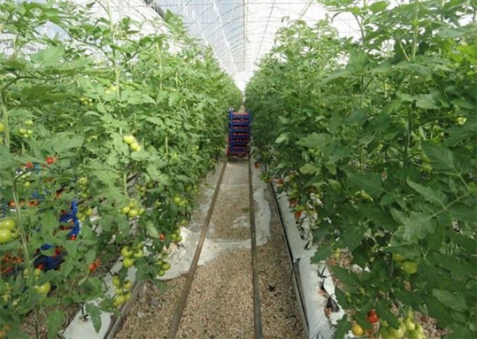 Salyanlı fermerlər 40 milyon manatdan çox gəlir götürüblər