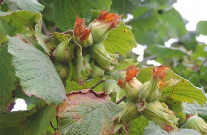 Sahəsi 80 min hektara çatdırılacaq