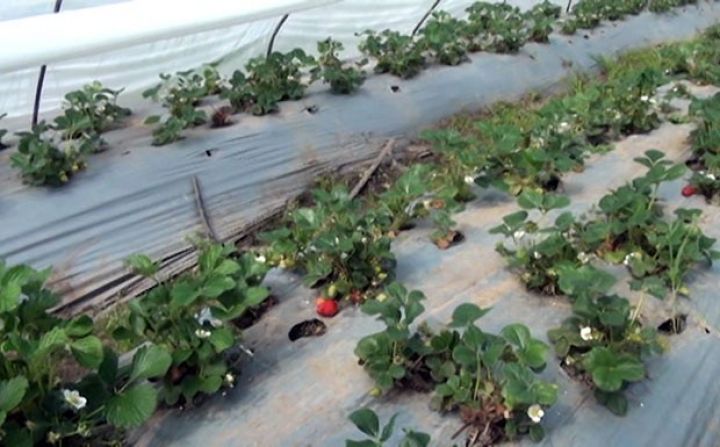 Çiyələk əkən fermerlər təkliflər səsləndiriblər