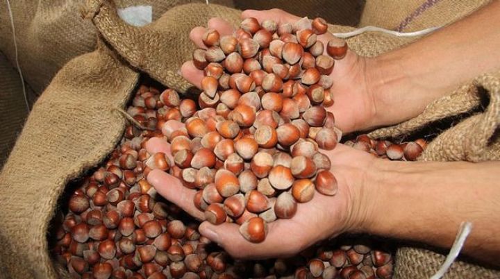 Azərbaycandan ən çox fındıq idxal edən ölkə açıqlandı