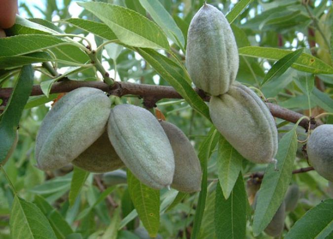 "AS-Piland" badam və qoz bağı salıb