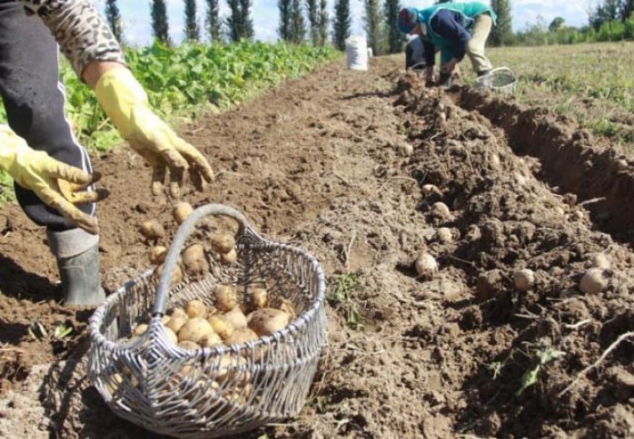 Bu il Gədəbəydə kartof bol olacaq