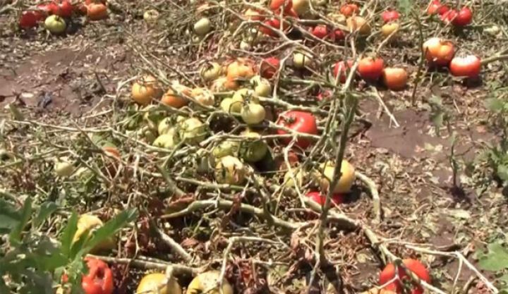 Aqrar sığorta üçün büdcədən 1 milyon manat ayrılır