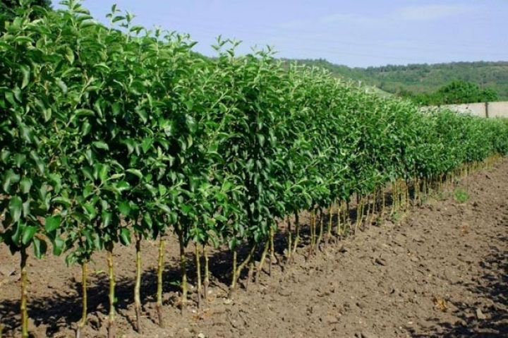 Sahibkarlara "toxum və ting" xəbərdarlığı!