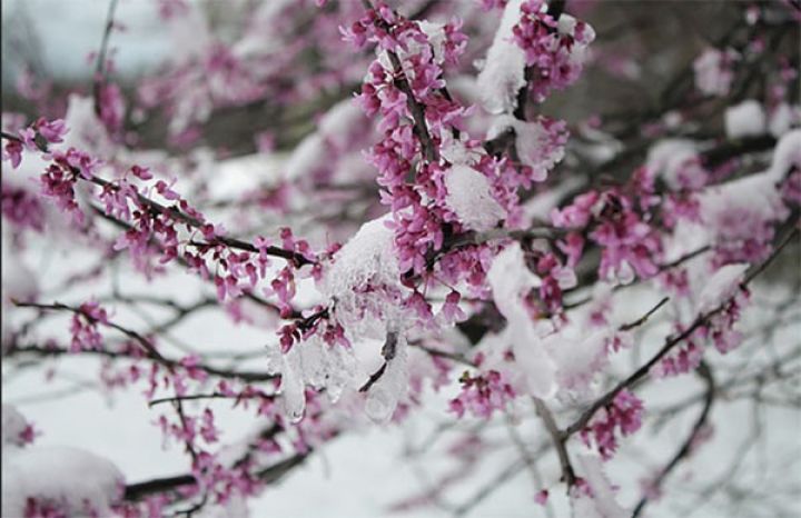 Sulu qar, qar yağacaq