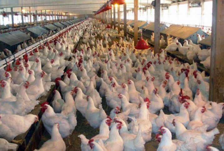 Quş əti istehsalına əsas maneə açıqlanıb