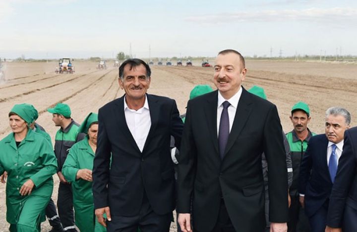 İlham Əliyev pambıq tarlasında