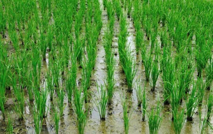 Əkininə başlandı, 9 min ton məhsul gözləyirlər