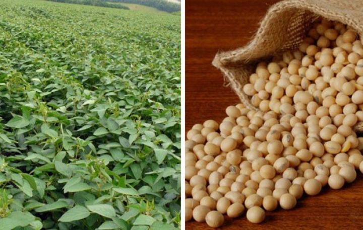 Zaqatalada soya əkənlər 2 dəfə artıb