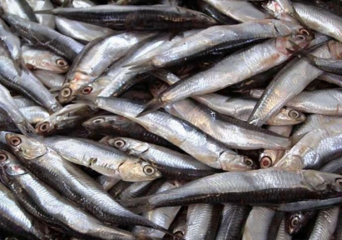 Rusiyada Azərbaycandan ixrac edilən kilkə müsadirə edilib