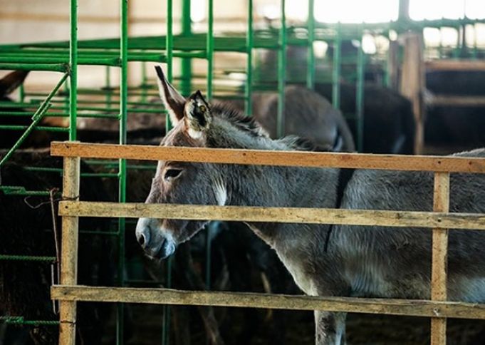 Ulaq təsərrüfatı ilə bağlı laboratoriya nəticələri açıqlandı