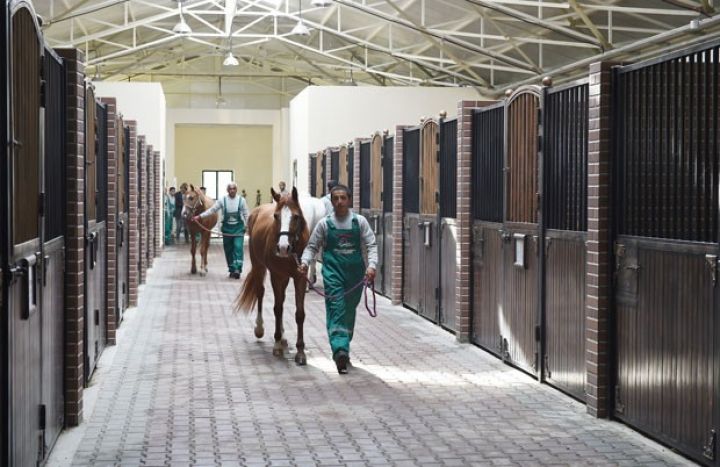 Azərbaycan Qarabağ atları ixrac edə bilər