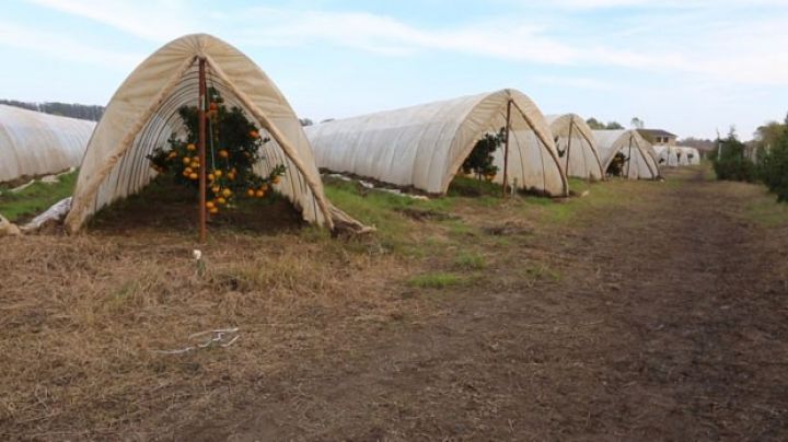 "Bizim ölkə üçün yenidir, ildə 3-4 dəfə məhsul götürmək mümkündür"