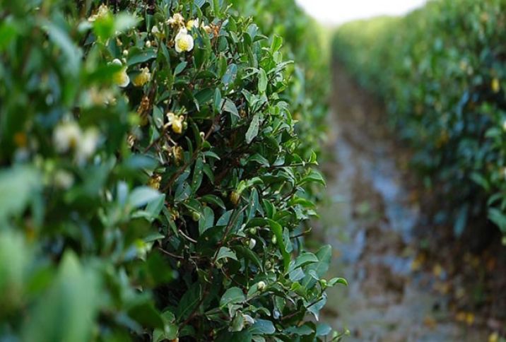 Azərbaycanın ən bahalı çayı – REPORTAJ