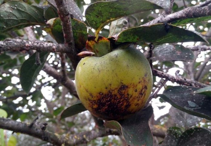 Xurma bağlarında ziyan 