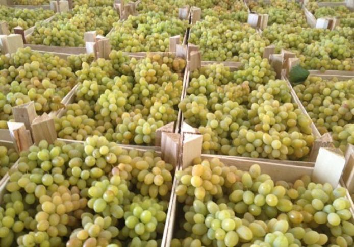 Üzüm 20-25 faiz çox olacaq 