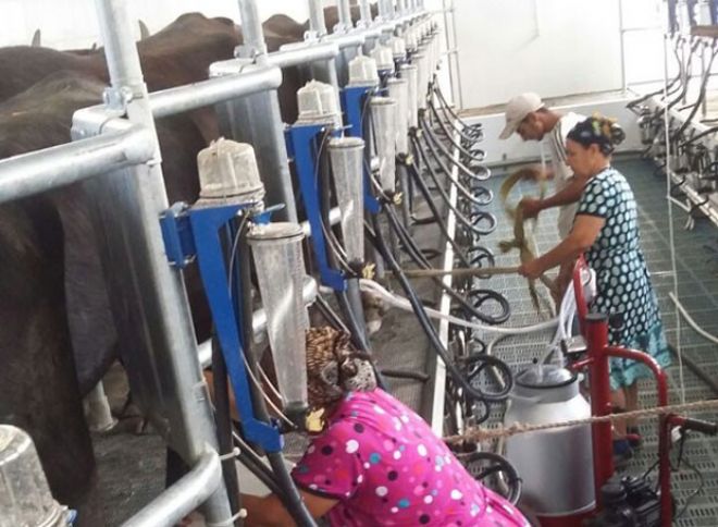 Bu aqroparkda "ağıllı” macar camışları saxlanılır 